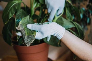 solution1-problemes-plantes-1024x683